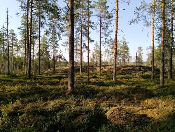 Iltarastien tulokset 19.8 Huntus