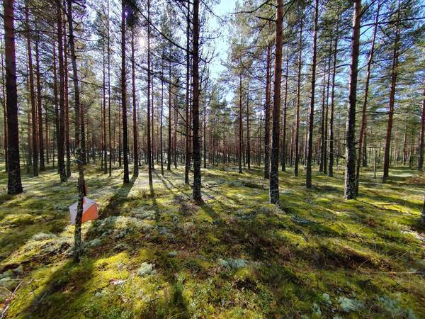 Kaupunginmestaruudet ratkottiin Harjulla