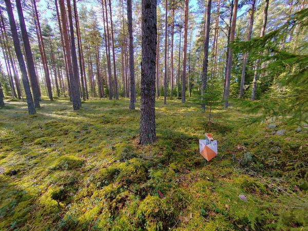 Kuntorastit jatkuvat ke 14.5 kuntosuunnistajan unelma maastolla