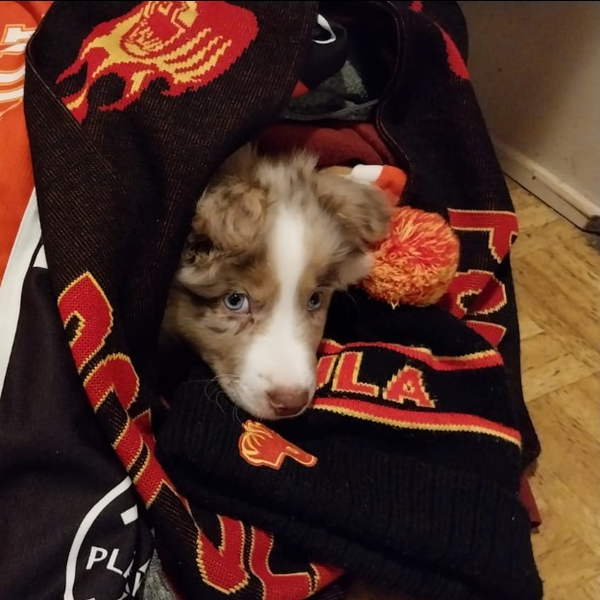 Viikonvaihteen Populat!