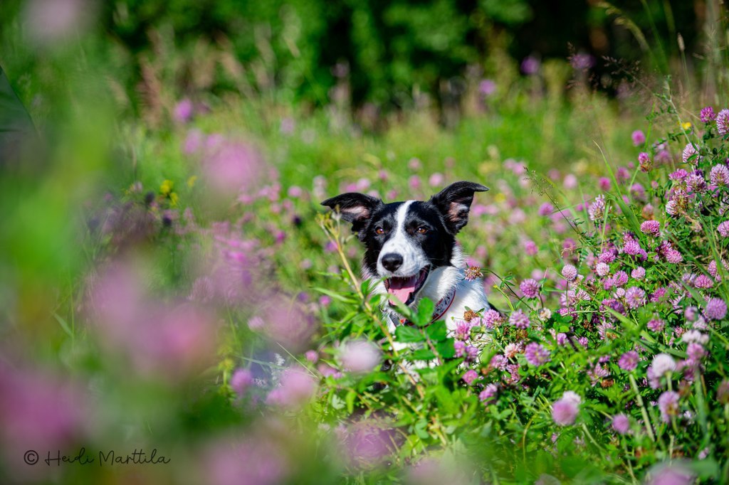 Agilityn ison kentän treenit Janina Kantola 16.5.