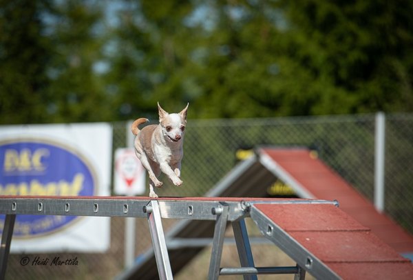 Koulutuspäivä agilityn seniori- ja paraohjaajille