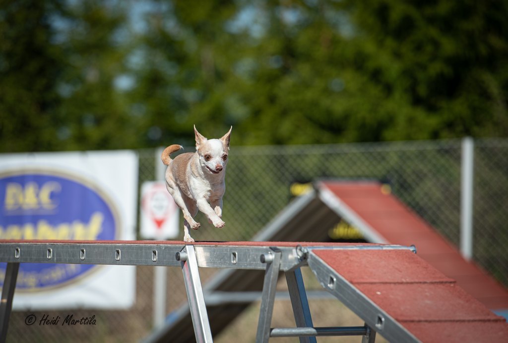 Koulutuspäivä agilityn seniori- ja paraohjaajille